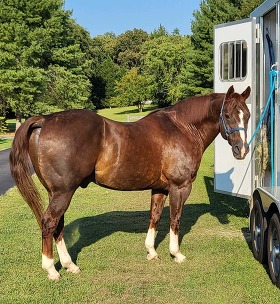 Brown quarter horse ready to enter a white horse  trailer on a farm