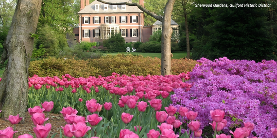 Pink tulips and purple azaleas bloom in the foreground of Sherwood Gardens, with a historic brick mansion in the distance.
