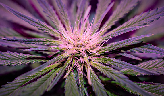 Image of Strawberry Cough strain of Cannabis in bloom