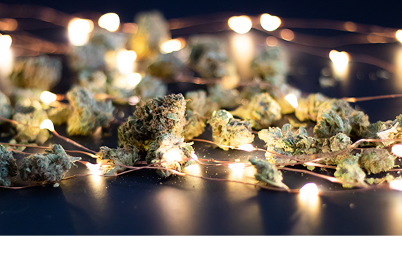 Image of cannabis flowers intertwined with holiday twinkle lights