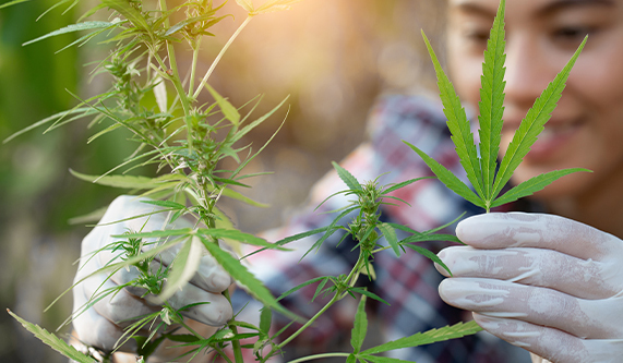 woman looking at marijuana plant