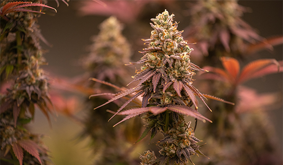 Photograph of cannabis
