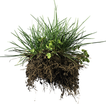 Patch of grass on white by deyangeorgiev, 123RF Stock Photo