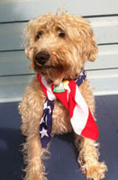 dog named lady sitting and wearing american flag bandanna