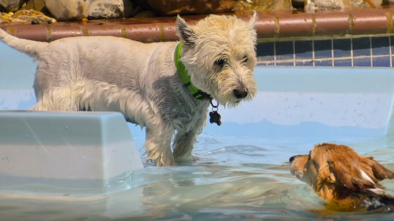 dogs in pool