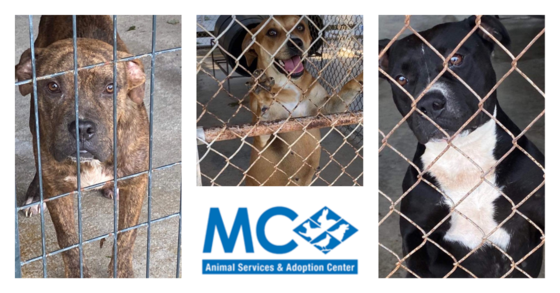 Animal Services Adoption Center