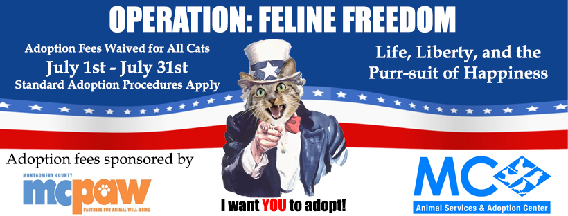Feline Freedom