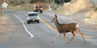 deercollision