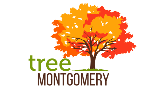 County to Celebrate Arbor Day by Commemorating the New County Tree on Friday, April 29, in Silver Spring 