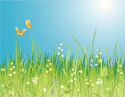 Summer flowers grass