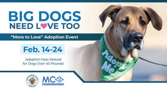 Animal Services and Adoption Center and FMCA to Hold ‘More to Love’ Fee-Waived Adoptions for Dogs Over 40 Pounds 