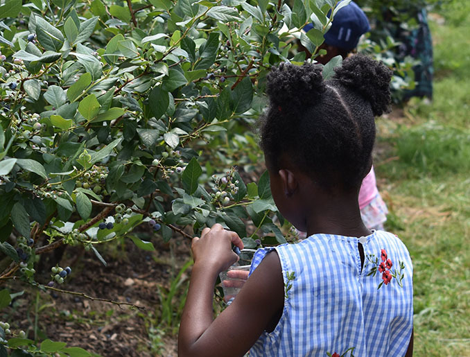 Fruit picking