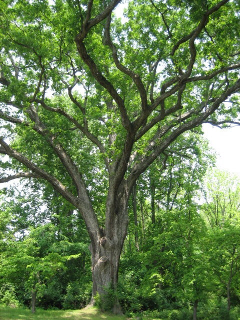 linden oak tree