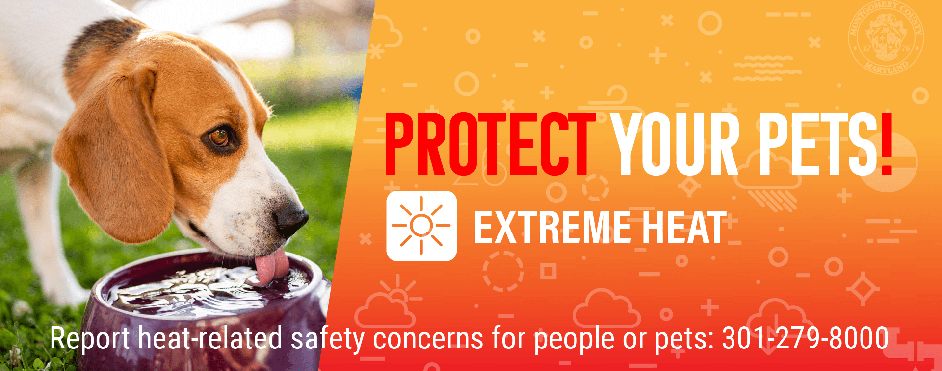 Heat Emergency Pet Safety