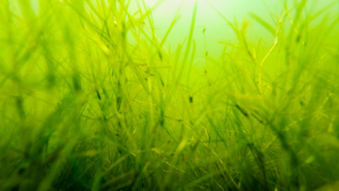 Seagrass
