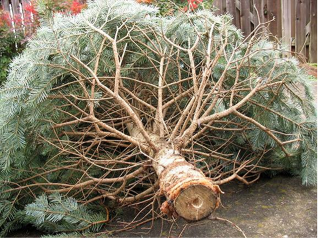 Department of Environmental Protection to Provide Eco-Friendly Christmas Tree Disposal Options for a Green New Year 