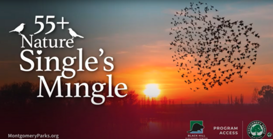 55-and-Over ‘Nature Singles Mingle’ and Maple Sugar Walking Among February Special Events and Programs from Montgomery Parks 