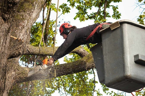 A man in a hard hat pruning a tree