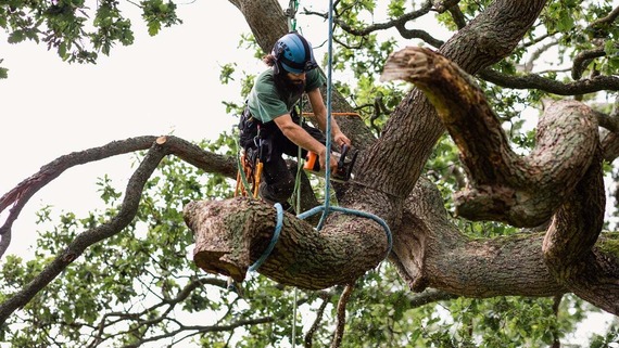 A worker removing dead branches of a tree 