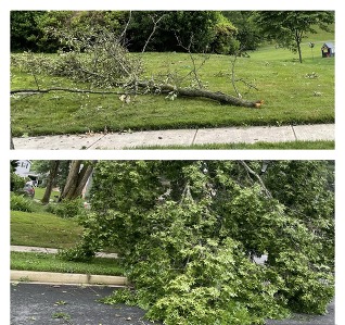 trees down