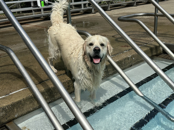 happy dog in the pool