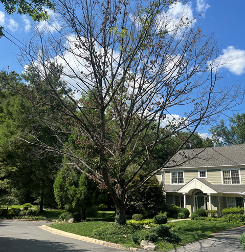 A tree with overgrown branches in front of a house