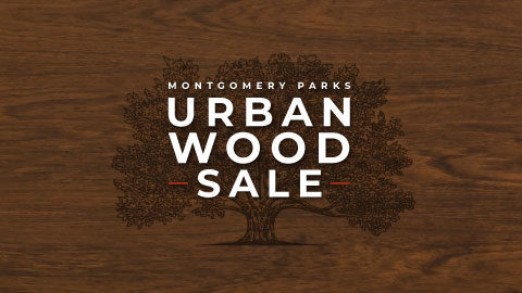 urban wood