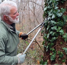 vinecutting