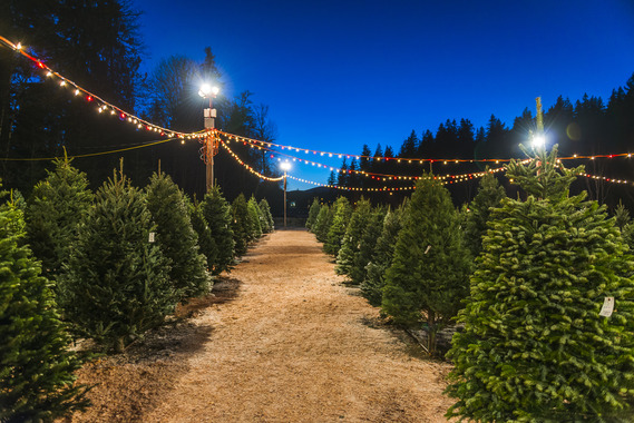 evergreen tree sales