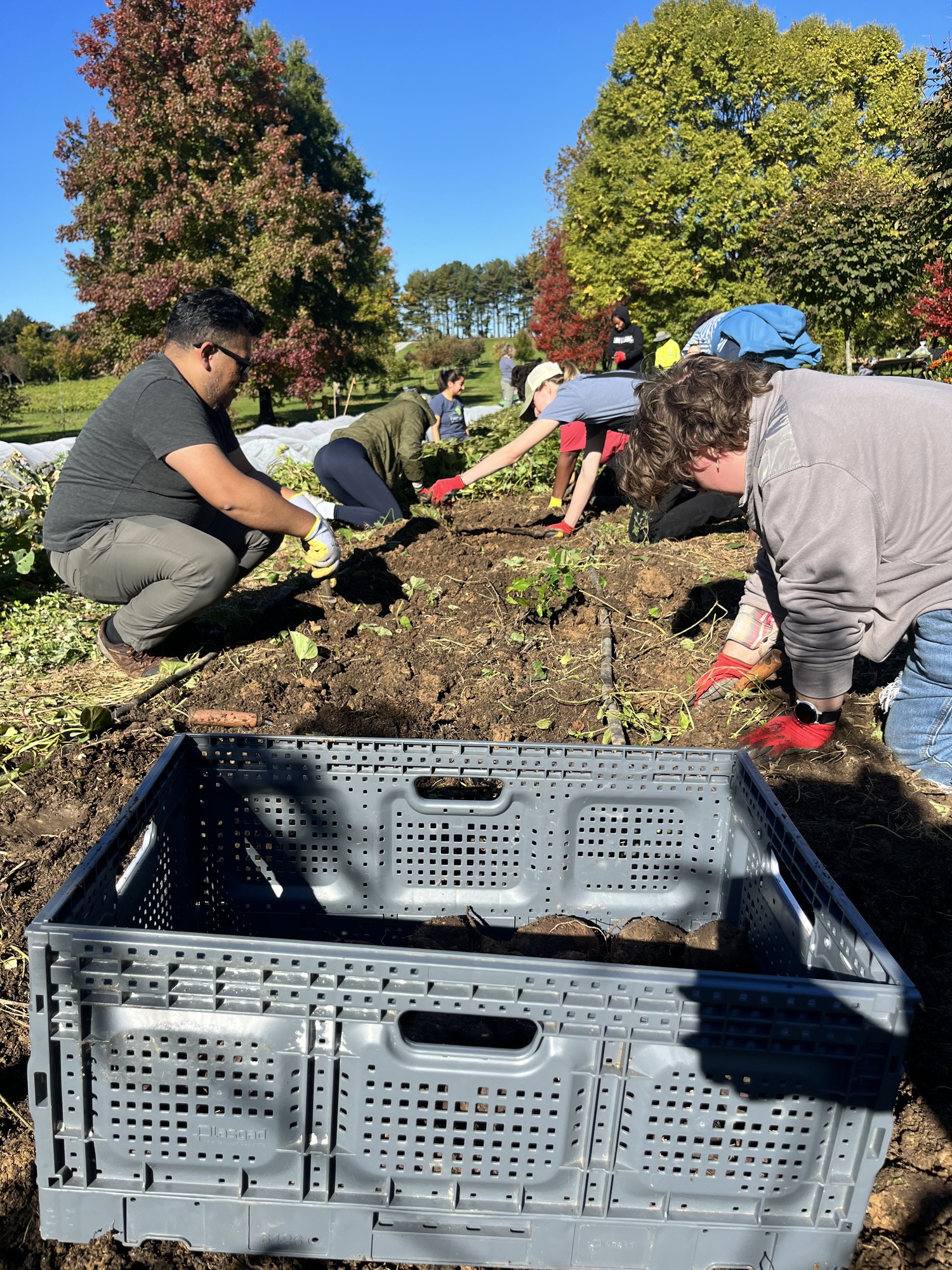 OFSR team digging up sweet potatoes at Pope Farm Conservancy 