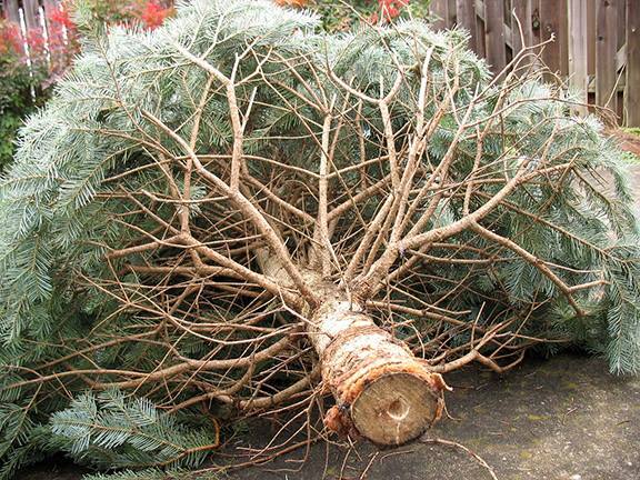 Holiday tree on a street curb.