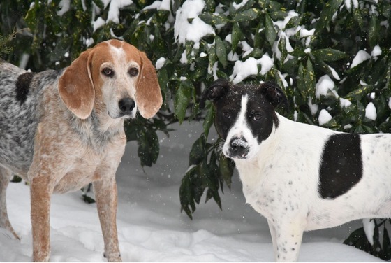 Keep Pets Safe This Winter 