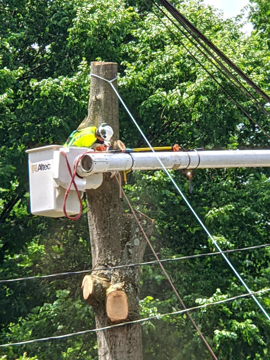 A worker safely removes a dead tree near utility lines