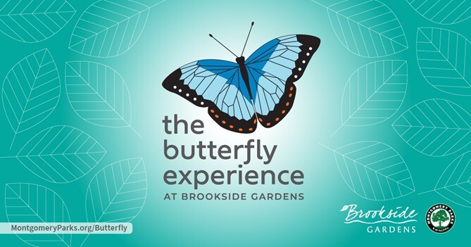 the butterfly experience at brookside gardens