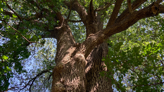 Looking upward at the sturdy trunk and sprawling branches of a large oak tree, with sunlight filtering through green leaves.