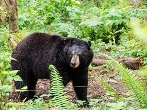Young Black Bear Safely Relocated After Sightings Across Maryland-Learn How to Keep Safe 