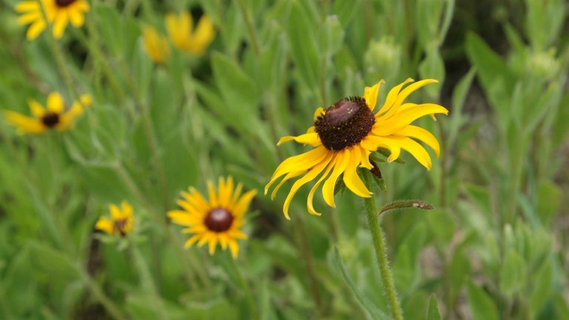 A close-up photo of Black-Eyed Susans, flowers with yellow petals and dark brown centers