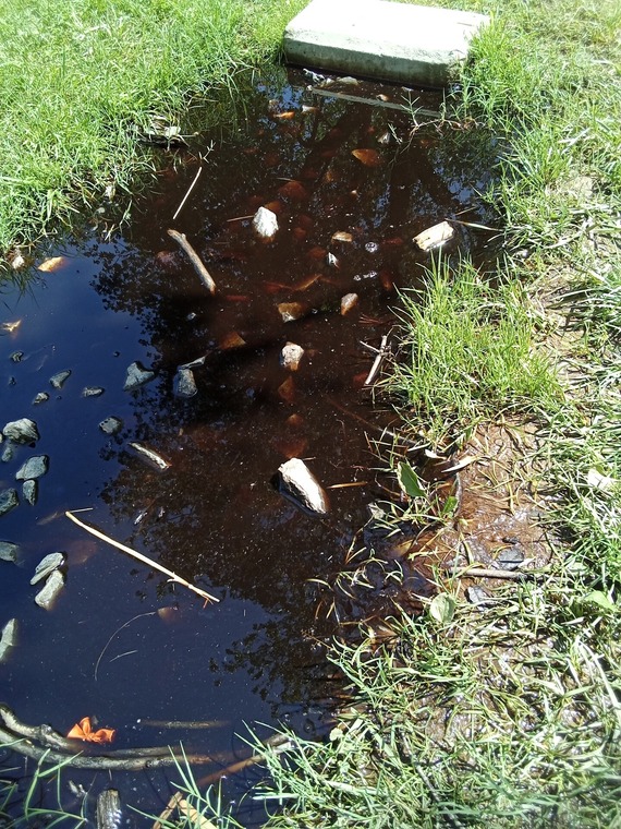 A dark brown pool of standing water with branches and debris in the middle of a patch of grass by a playground.