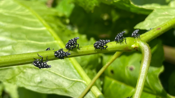 black and white lanterfly nymphs on a green plant stem