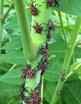 lanternfly nymphs
