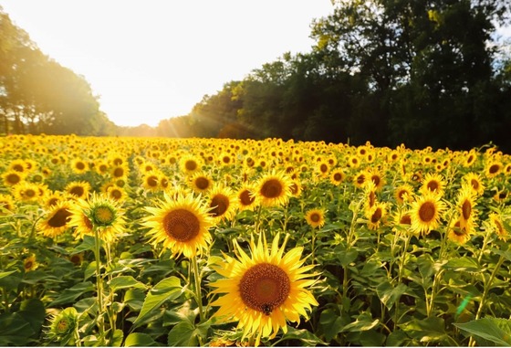 Everything You Need to Know About the Sunflower Fields in Montgomery County 