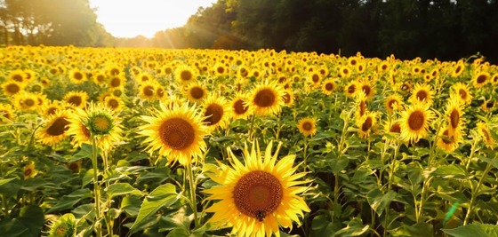 Everything You Need to Know About the Sunflower Fields in Montgomery County
