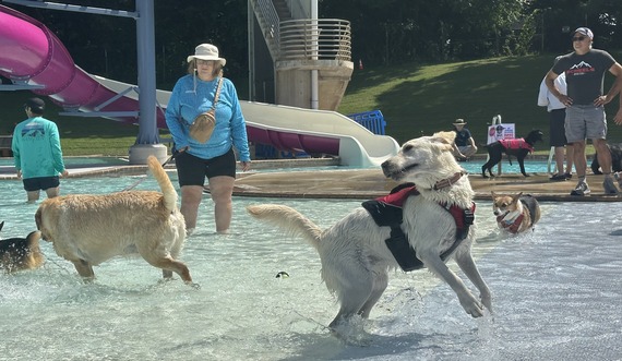 Pooch Pool party 2024