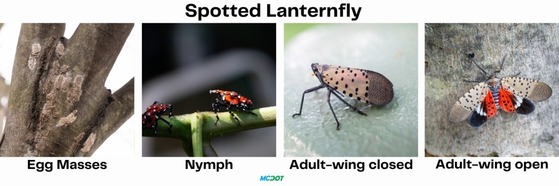 lanternfly