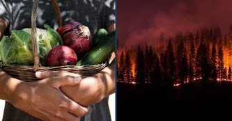 images of vegetables and a burning forest side-by-side