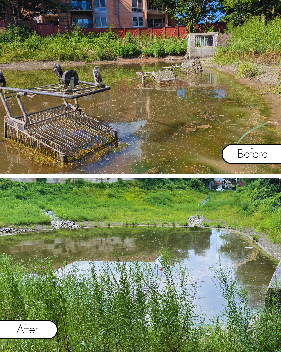 Before and after photos of a pond 