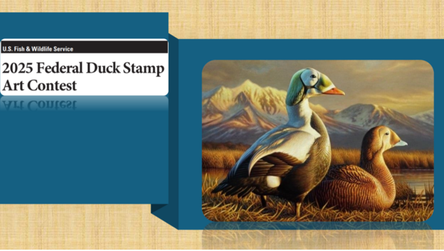 2025 Federal Duck Art Stamp Contest Comes to the Patuxent Research Refuge National Wildlife Visitor Center Sept. 18 and 19