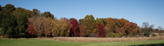 Fall Foliage at the Office of Agriculture