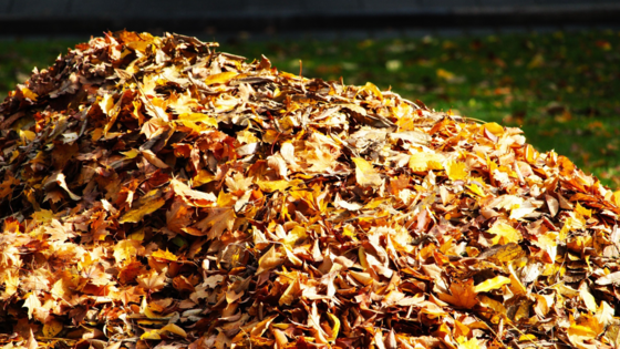 pile of fall leaves on the ground