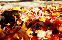 autumn leaves2